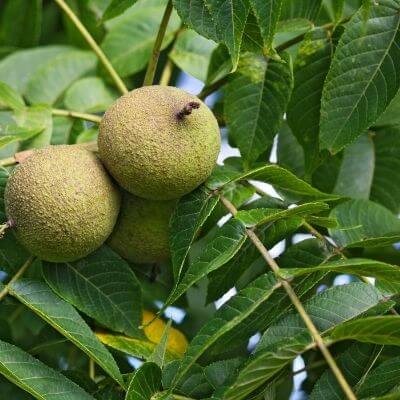 walnut fruit