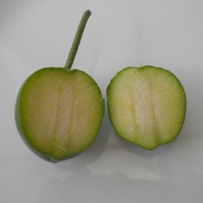 White sapote 