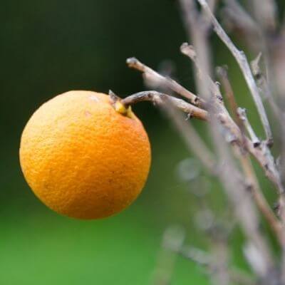 orange that grow wild