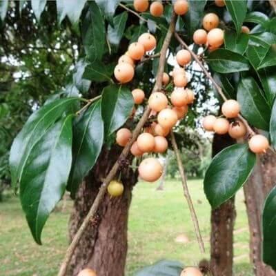 wild honey tree-fruit