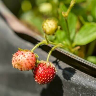 Alpine strawberry