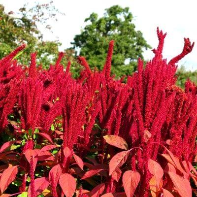 Andean Amaranth