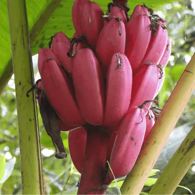 Red banana