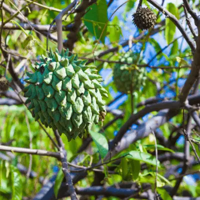 Rollinia Deliciosa in the tree