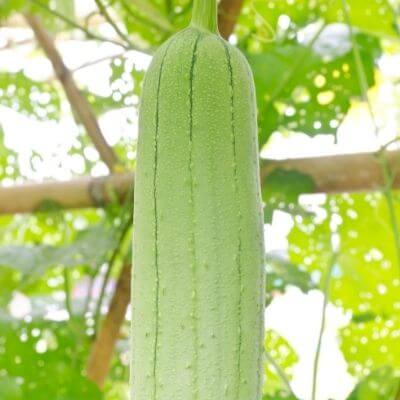 SMOOTH LUFFA LOOFAH 