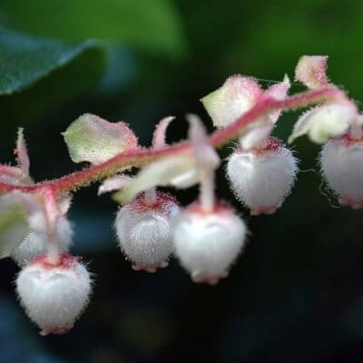 Salal