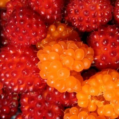 Salmonberry