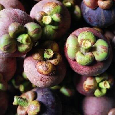 Seashore mangosteen