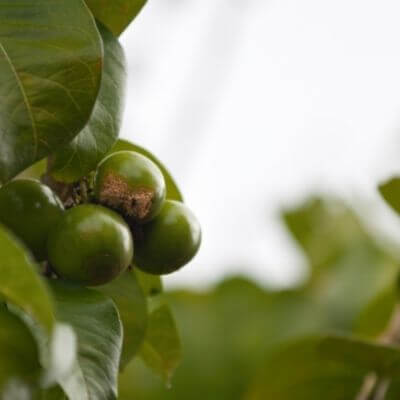 Spanish tamarind