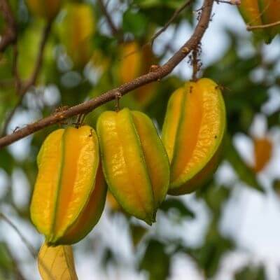 Star fruit