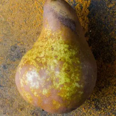 Taylor's golden pear