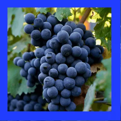 Vaccarese grape