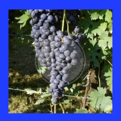 Vespolina grape