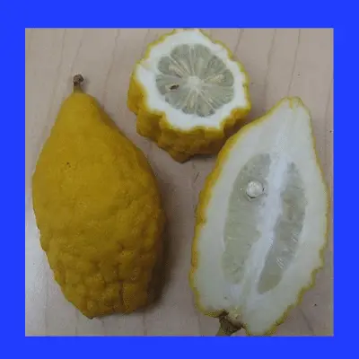 Volkamer lemon