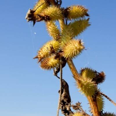 Xanthium