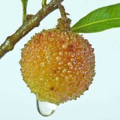 Yangmei fruit