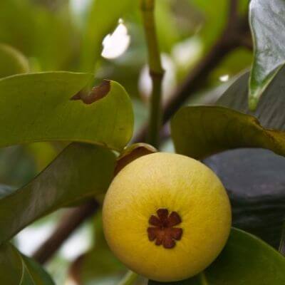 Yellow mangosteen