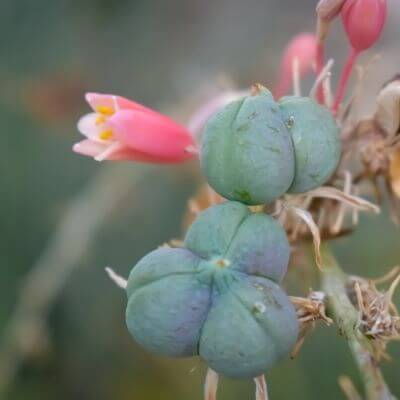 Yucca fruit