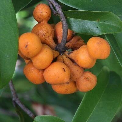 Zig-zag vine fruit