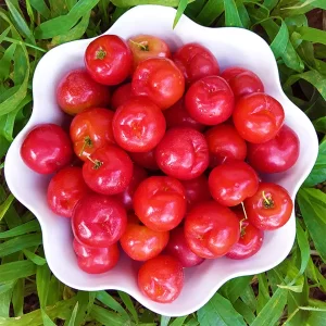 west indian cherry