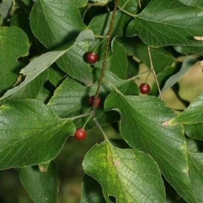 western hackberry