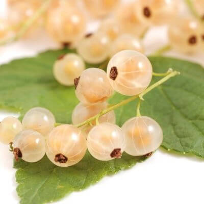 white currant