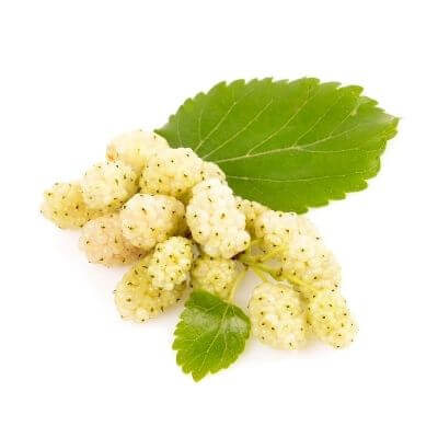 white mulberry