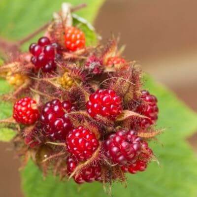 Wineberry