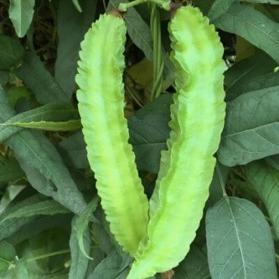 winged bean 