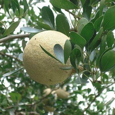 Wood apple fruit