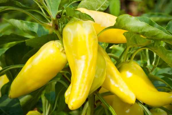 Banana Peppers