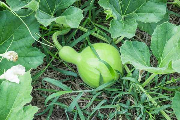 Bottle Gourd