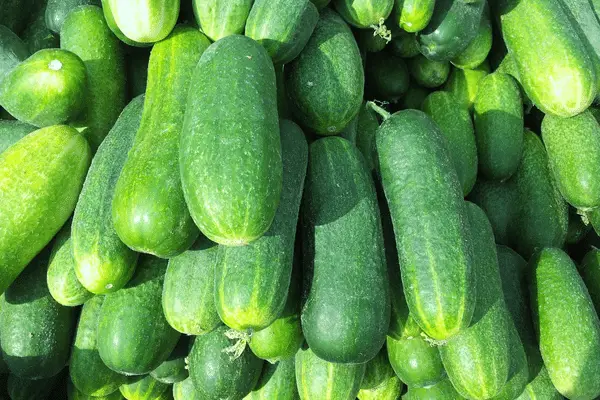 Cucumber is a good alternative for zucchini