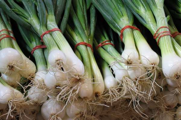 Scallions