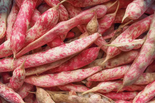 cranberry beans 