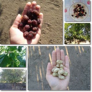 Properties And Benefits Of Mulberries - NatureWord