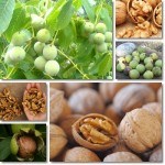 Properties and Benefits of Walnuts - NatureWord