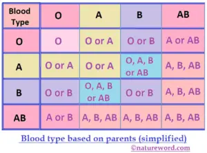 Blood Type Based on Parents - NatureWord