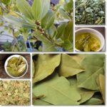 Bay Leaf Tea Benefits 150x150 