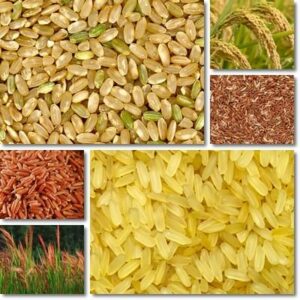 The Glycemic Index of Rice - NatureWord