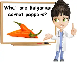 Bulgarian carrot chile pepper