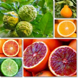 18 Different Types of Oranges and Orange Varieties – NatureWord