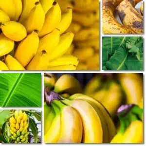 Cool Facts About Bananas You Didn T Know NatureWord