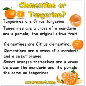 orange vs tangerine vs clementine vs mandarin