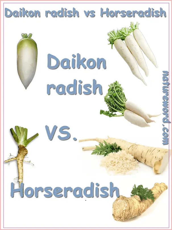 Is Daikon Radish The Same As Horseradish Guide NatureWord