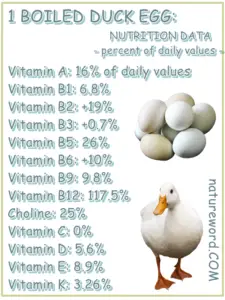 Duck Eggs Nutrition Data For One Boiled Duck Egg NatureWord   One Boiled Duck Egg Nutrition Facts 225x300 