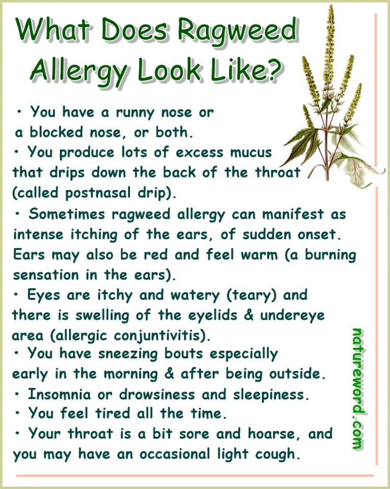 What Does Ragweed Allergy Look Like? – NatureWord