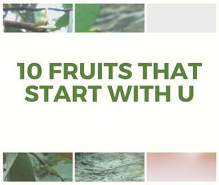 10 Fruits That Start With U