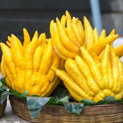 Buddha's Hand Fruit