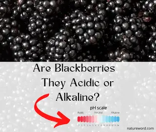 Blackberries-Acidic or Alkaline